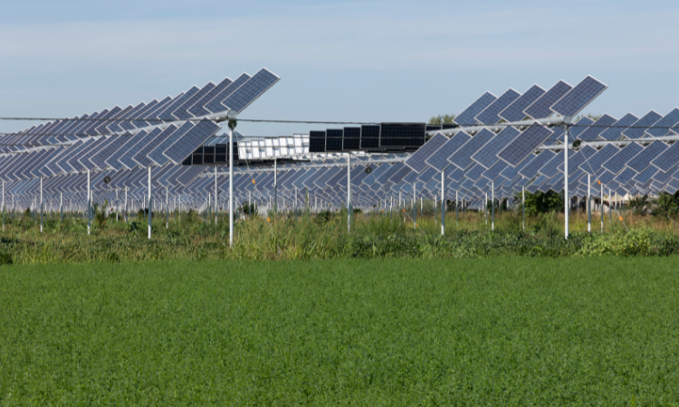 Agrivoltaico: energia solare e agricoltura per un futuro sostenibile